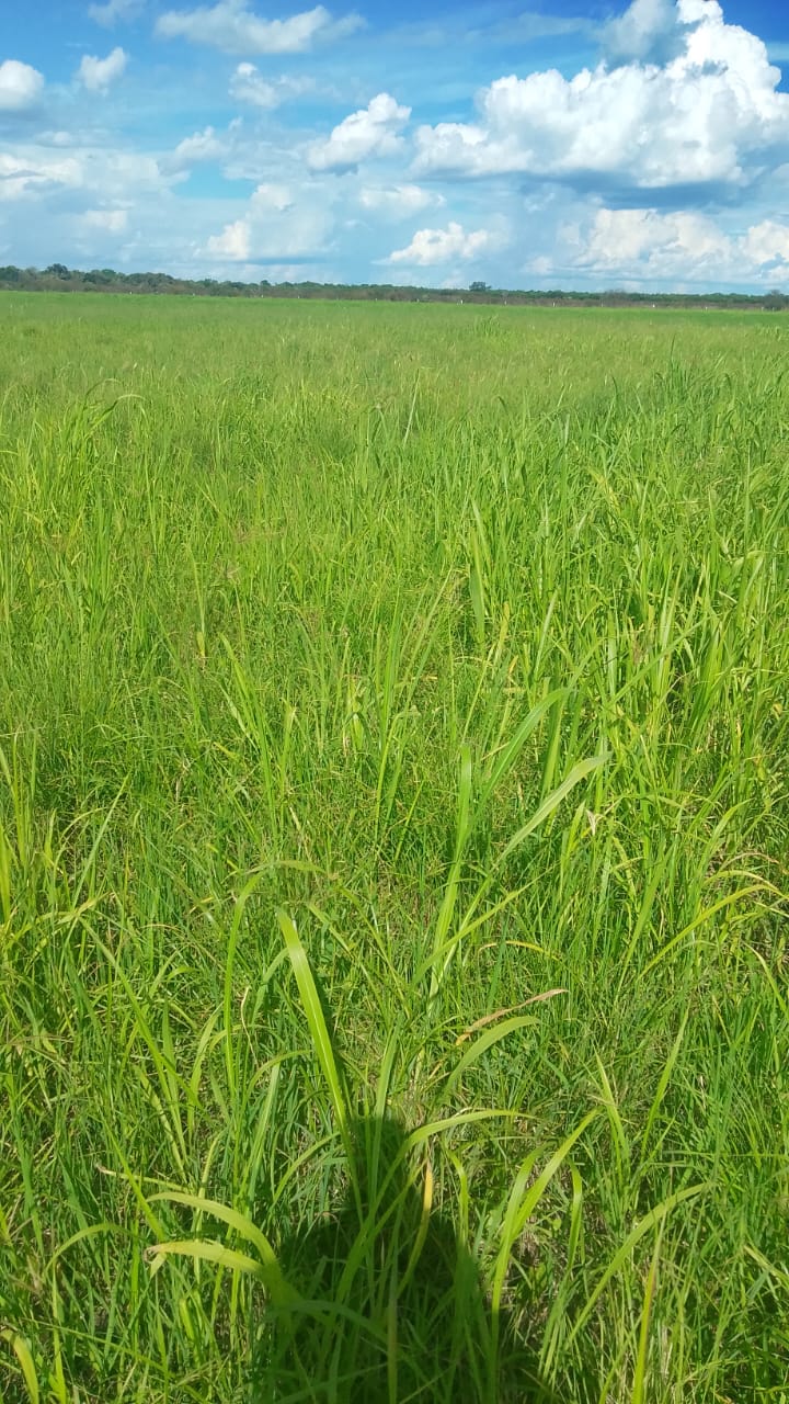 Fortín Yunká - Imagen 2026